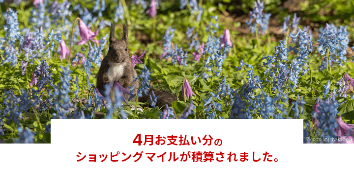4月お支払い分のショッピングマイルが積算されました。