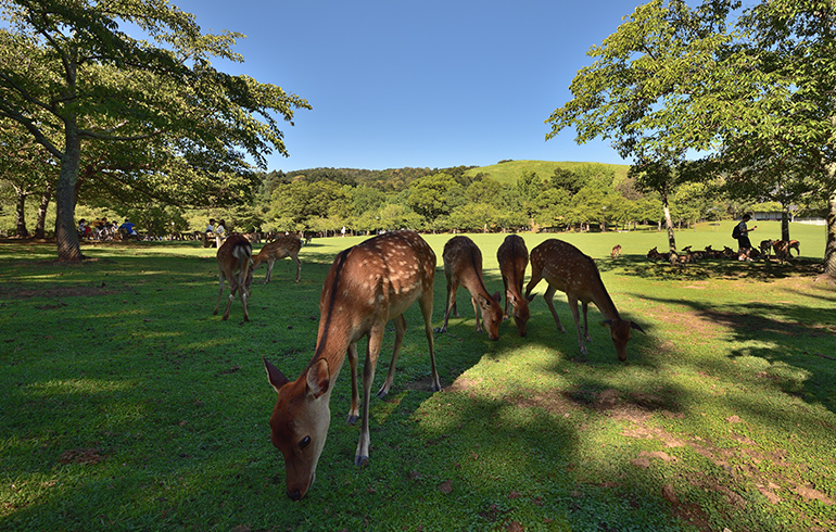奈良公園