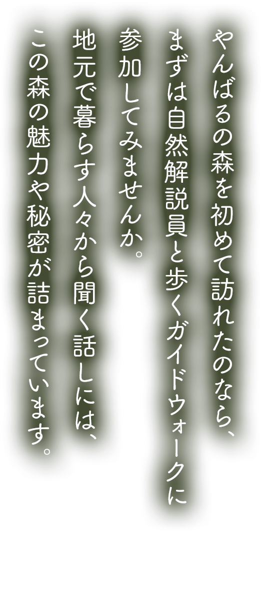 やんばるの森を初めて訪れたのなら、まずは自然解説員と歩くガイドウォークに参加してみませんか。地元で暮らす人々から聞く話しには、この森の魅力や秘密が詰まっています。