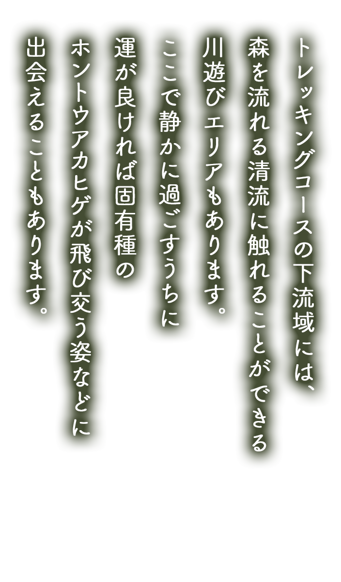 トレッキングコースの下流域には、森を流れる清流に触れることができる川遊びエリアもあります。ここで静かに過ごすうちに、運が良ければ固有種のホントウアカヒゲが飛び交う姿などに出会えることもあります。