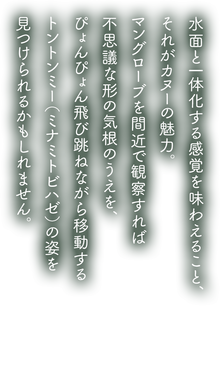 水面と一体化する感覚を味わえること、それがカヌーの魅力。マングローブを間近で観察すれば不思議な形の気根のうえを、ぴょんぴょん飛び跳ねながら移動するトントンミー（ミナミトビハゼ）の姿を見つけられるかもしれません。