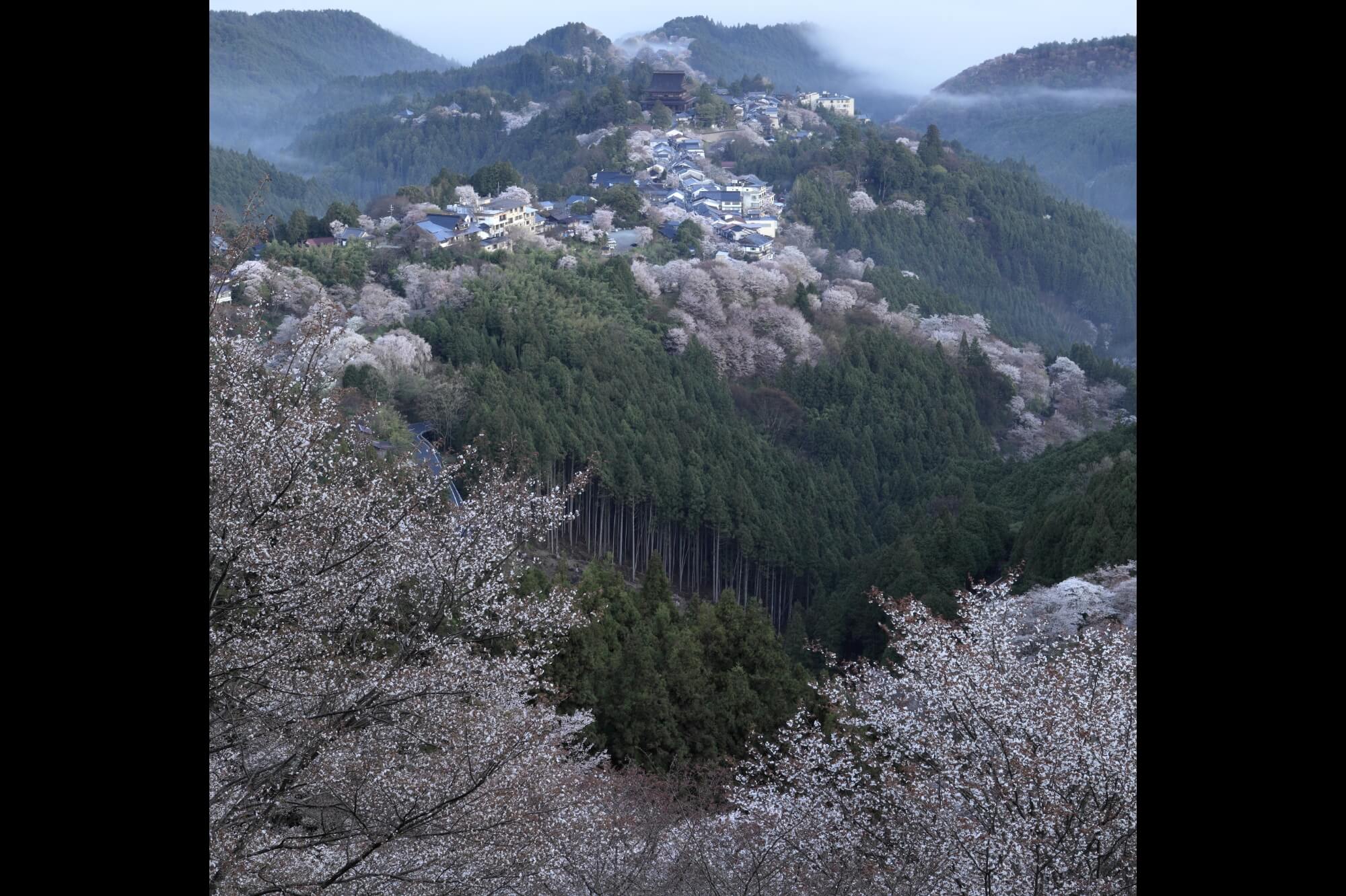 吉野山上千本