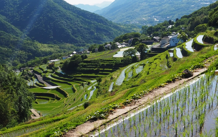 中山千枚田