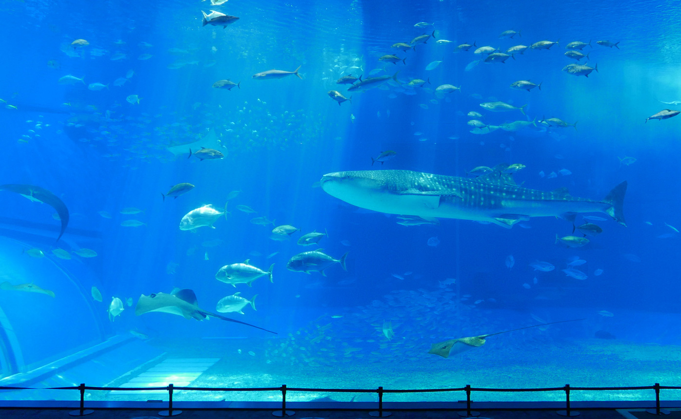 沖縄美ら海水族館